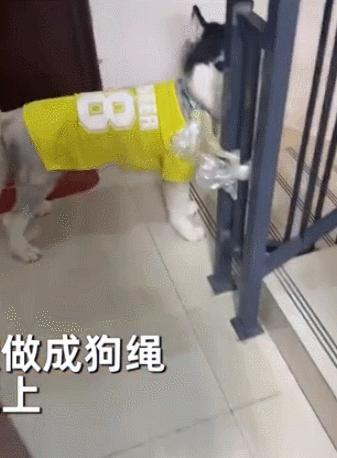 哈士奇走丢事件,哈士奇离家出走后被囚禁