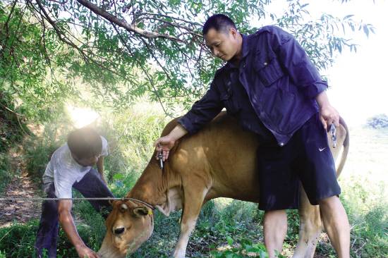 肉牛体温低如何治疗,肉牛牛犊发烧怎么治疗