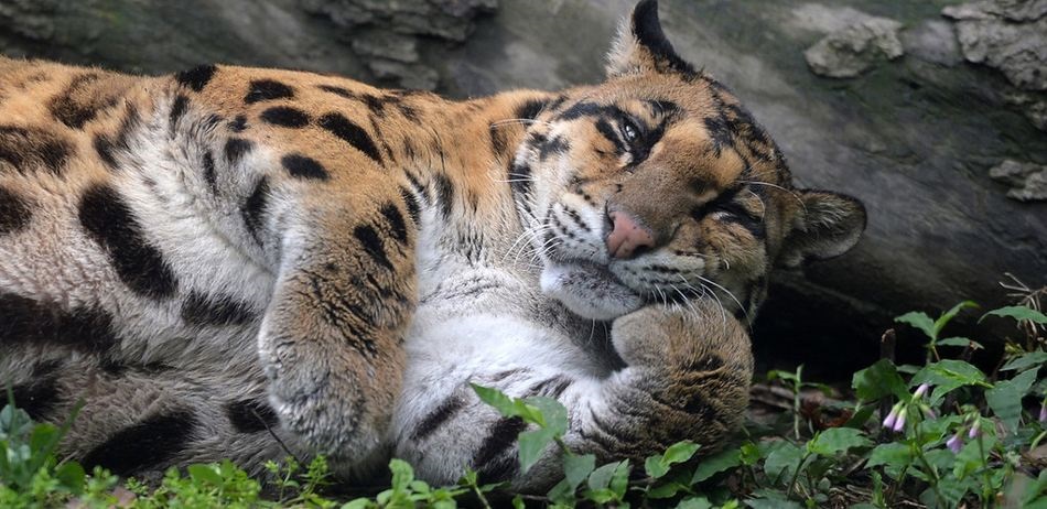 猴子可以戏耍猫科动物,猴子野外见了大型猫科动物