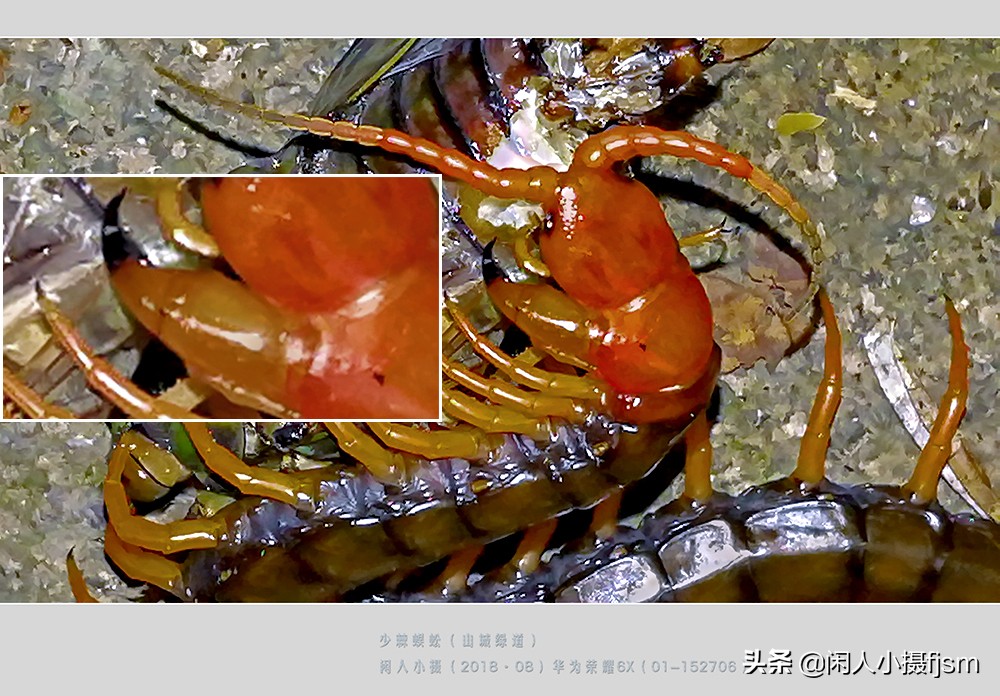 蜈蚣以毒攻毒的原理,蜈蚣的毒素到底有多强