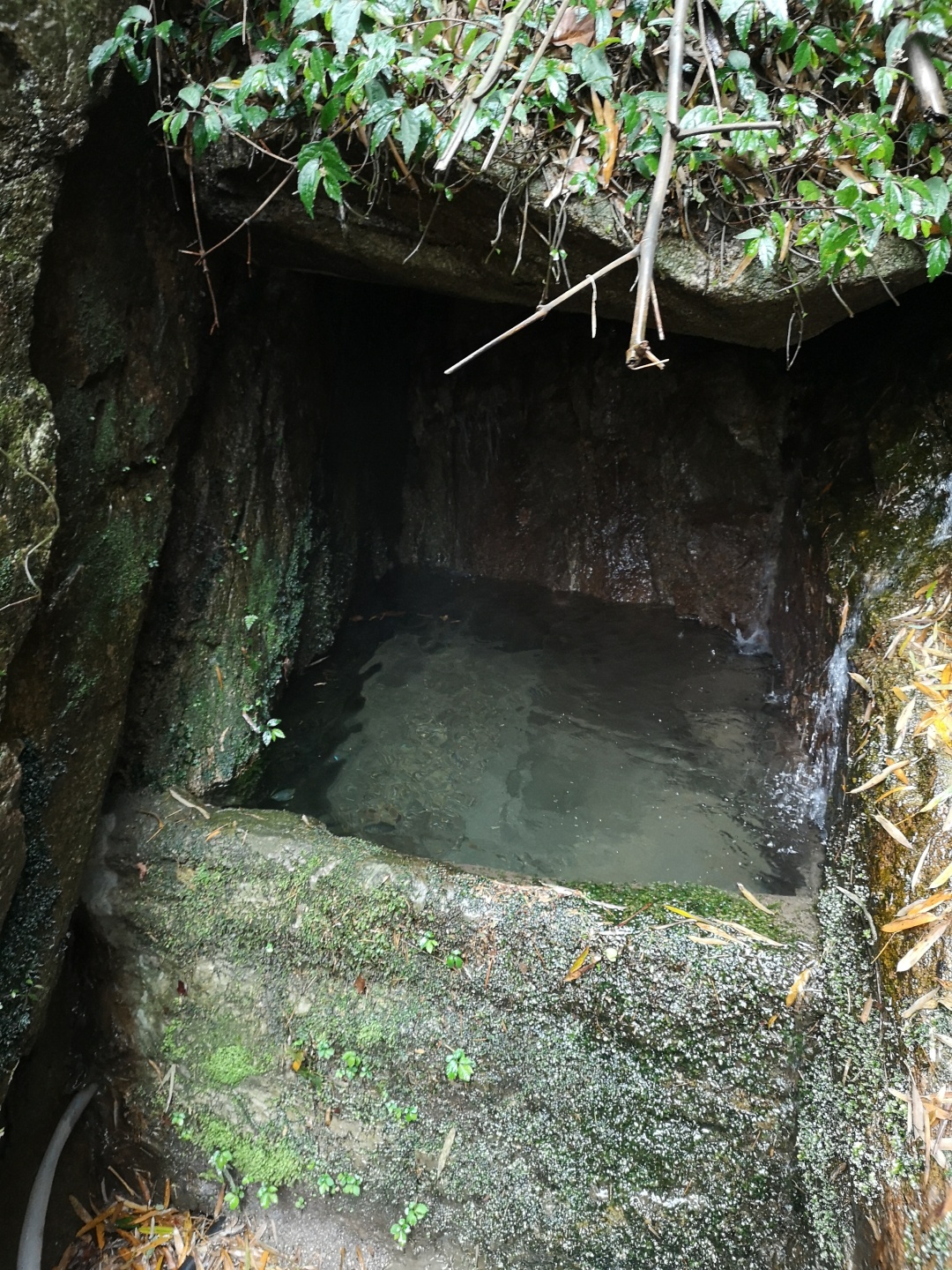 竹林深处探宝——只为了那一棵黄精