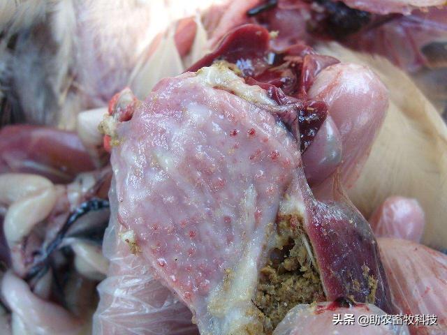 治新城疫的特效药,治疗新城疫的中药