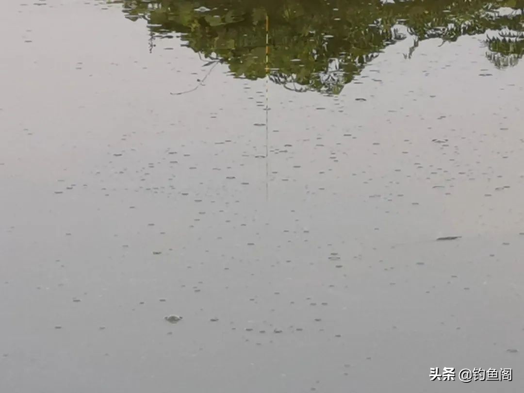 顶漂顶得很高却打不中鱼,顶漂必中鱼黑漂为啥不中鱼