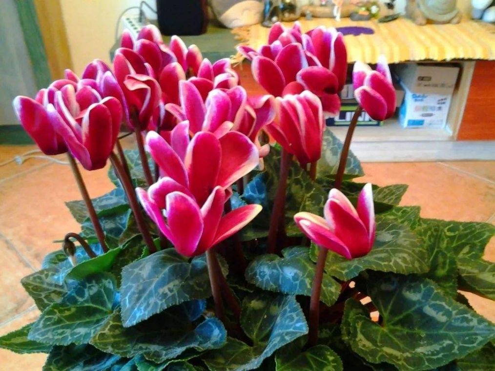 仙客来怎么养有什么注意事项,仙客来长势不好该怎么办