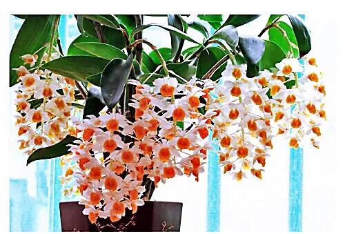 球花石斛珍稀图片,石斛球花品种大全