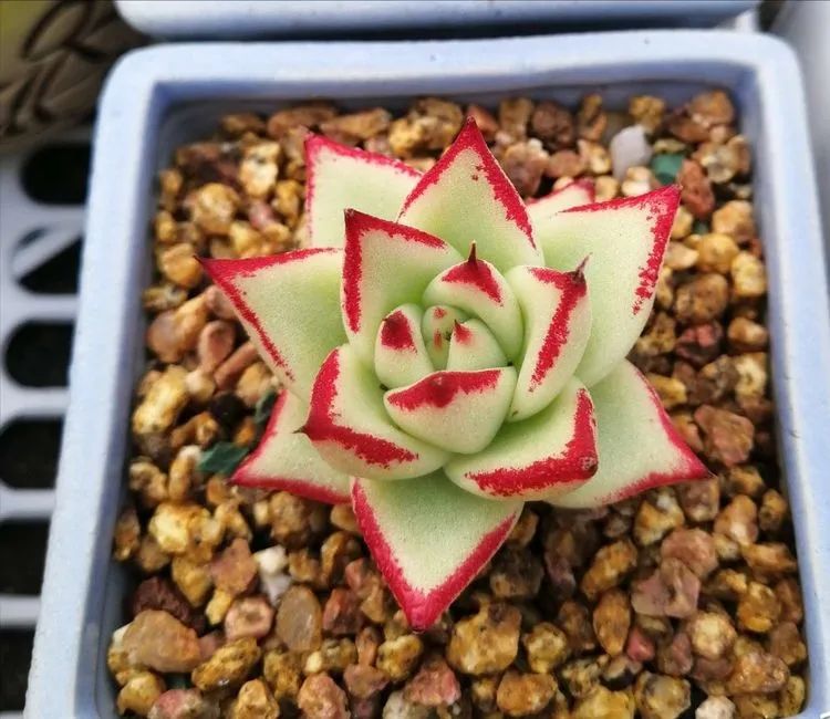 我和多肉,我与多肉