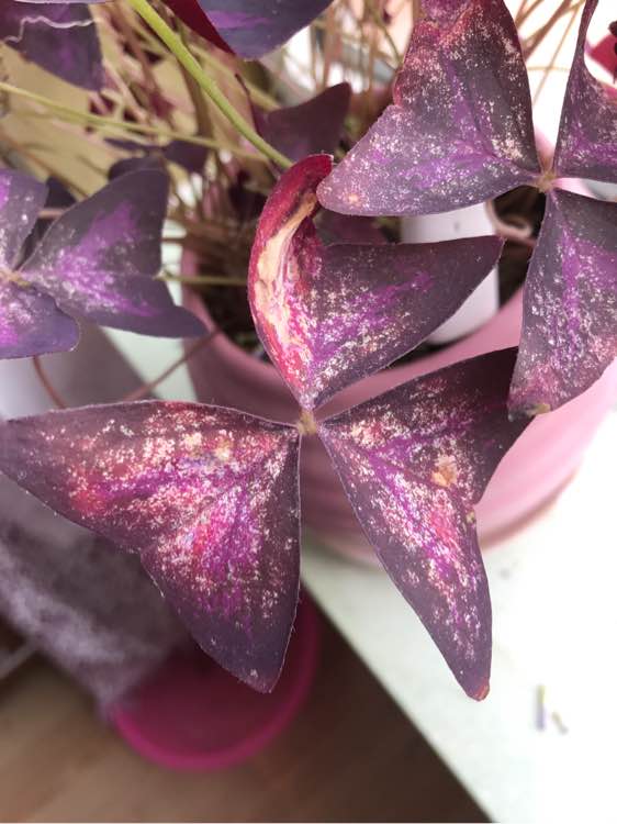 想让花叶绿又茂盛上什么肥,紫叶酢浆草几天可以出苗