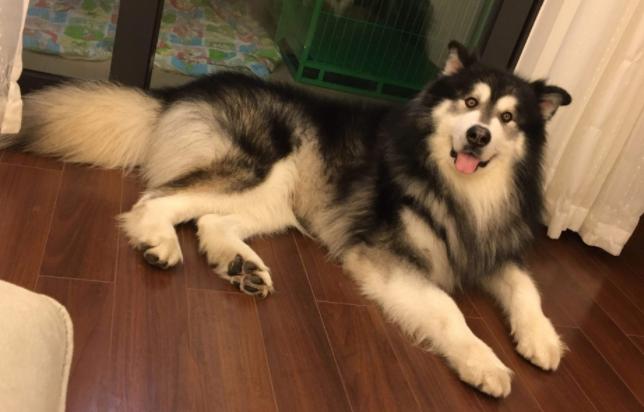 阿拉斯加还能这么养,阿拉斯加值不值得养