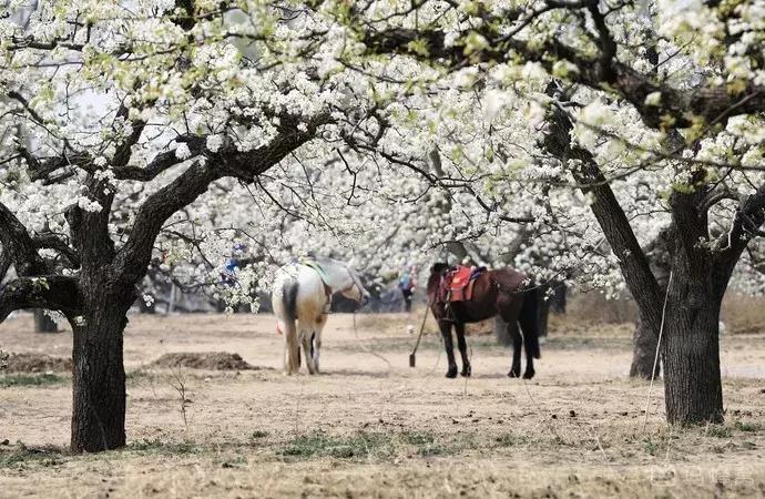 最适合赏花的花,视觉盛宴五种赏花名花供您选择