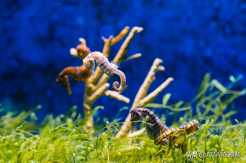 吃喝玩乐in珠海,珠海吃喝玩乐一体的地方