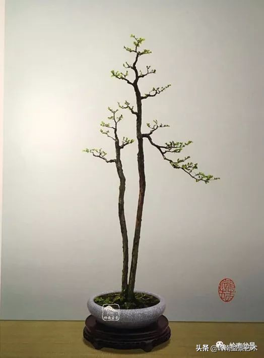 双干树,双干型果树