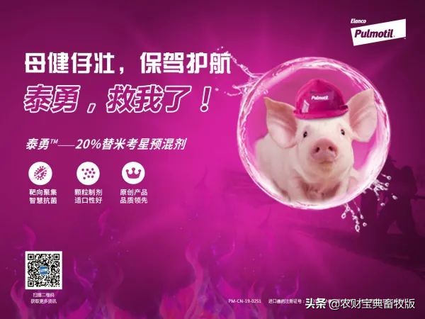 昆明盘古科技：“以茶会友”不走寻常路，主动拥抱无抗养殖大势|西南猪事