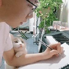 吸猫不得不知道的常识,沉迷吸猫的原因