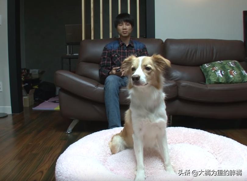 狗狗看电视笑得无法自拔,狗狗居然会踢足球