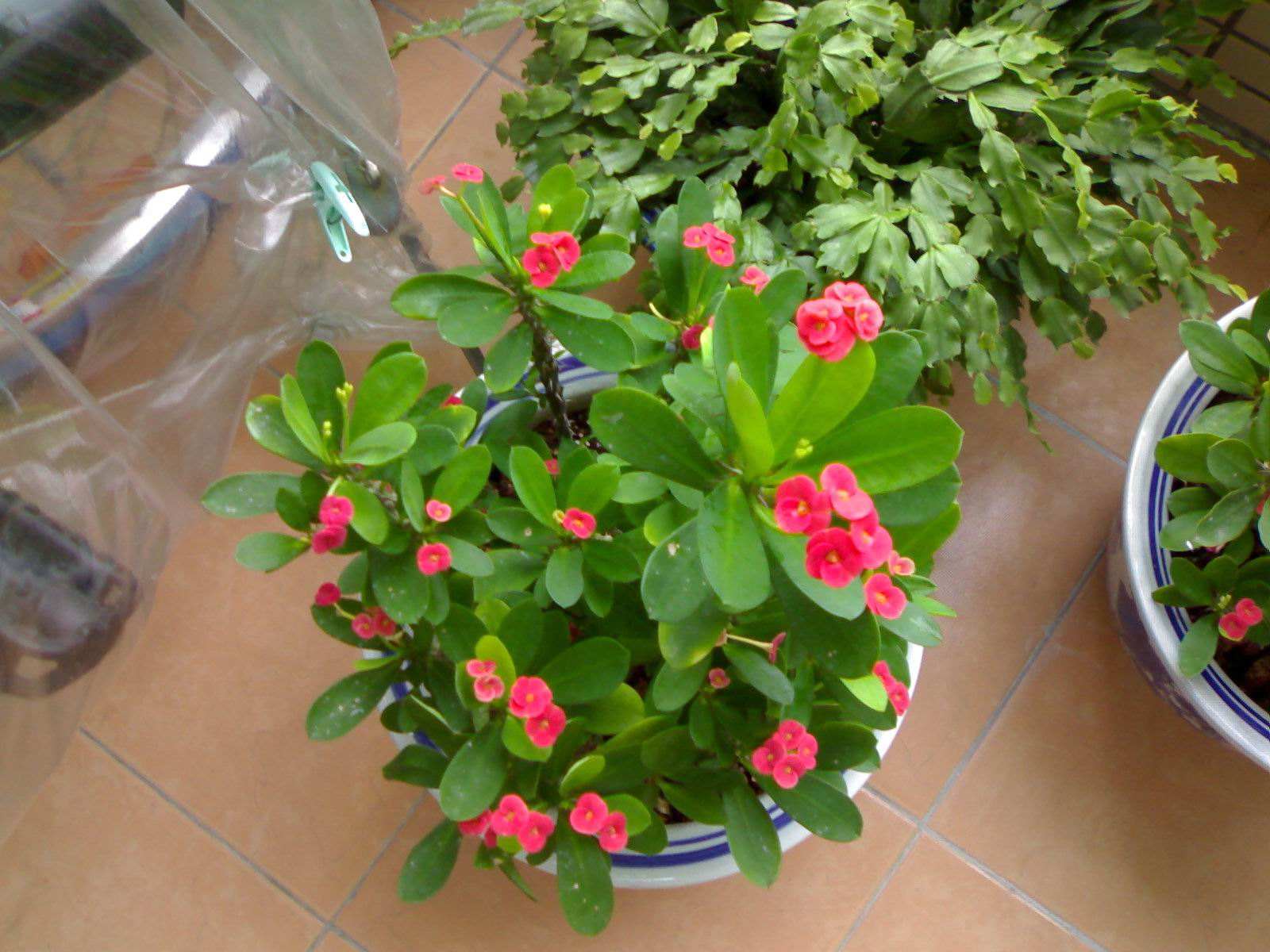 绿萝真的有毒吗有科学依据吗,绿萝养到家里真的有毒吗