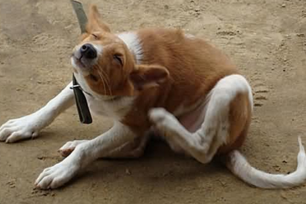 狗狗身上长红点会自己好吗,狗狗身上长红点并且抓痒怎么办