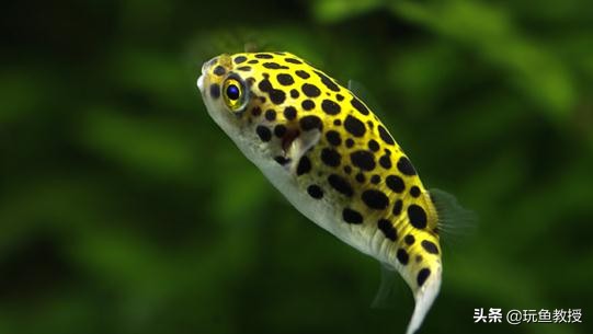 鱼缸爆螺,鱼缸爆螺的危害有哪些