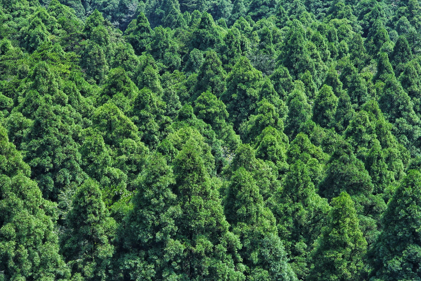 天台华顶山森林公园历史,李白来过天台吗