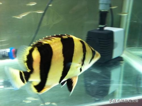 饲养印尼虎鱼需要注意什么呢,饲养虎鱼苗的最佳条件是什么