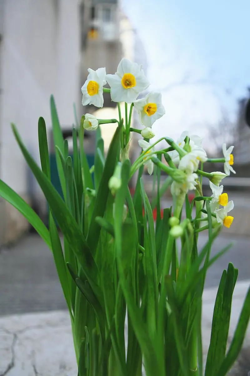 水仙对光照的要求,水仙施肥的正确方法