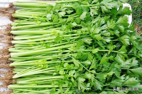 芹菜是粗的好还是细的好,芹菜细的和粗的区别