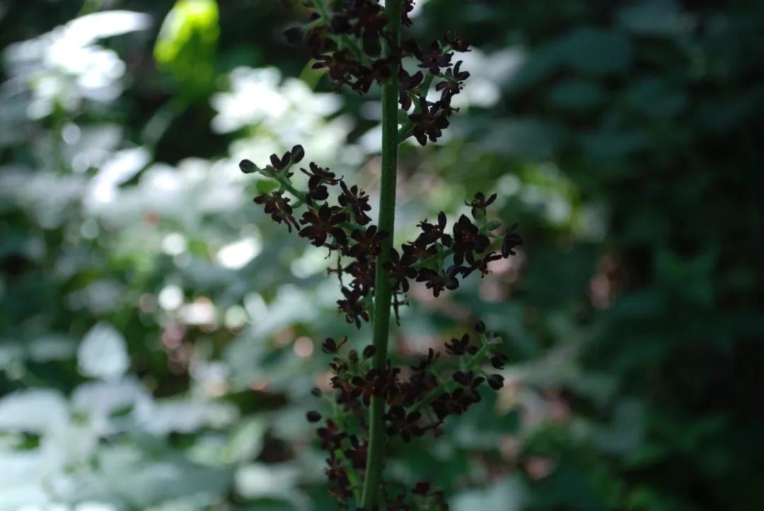 冬天常见中药植物图片及功效,花期长的草本植物图片