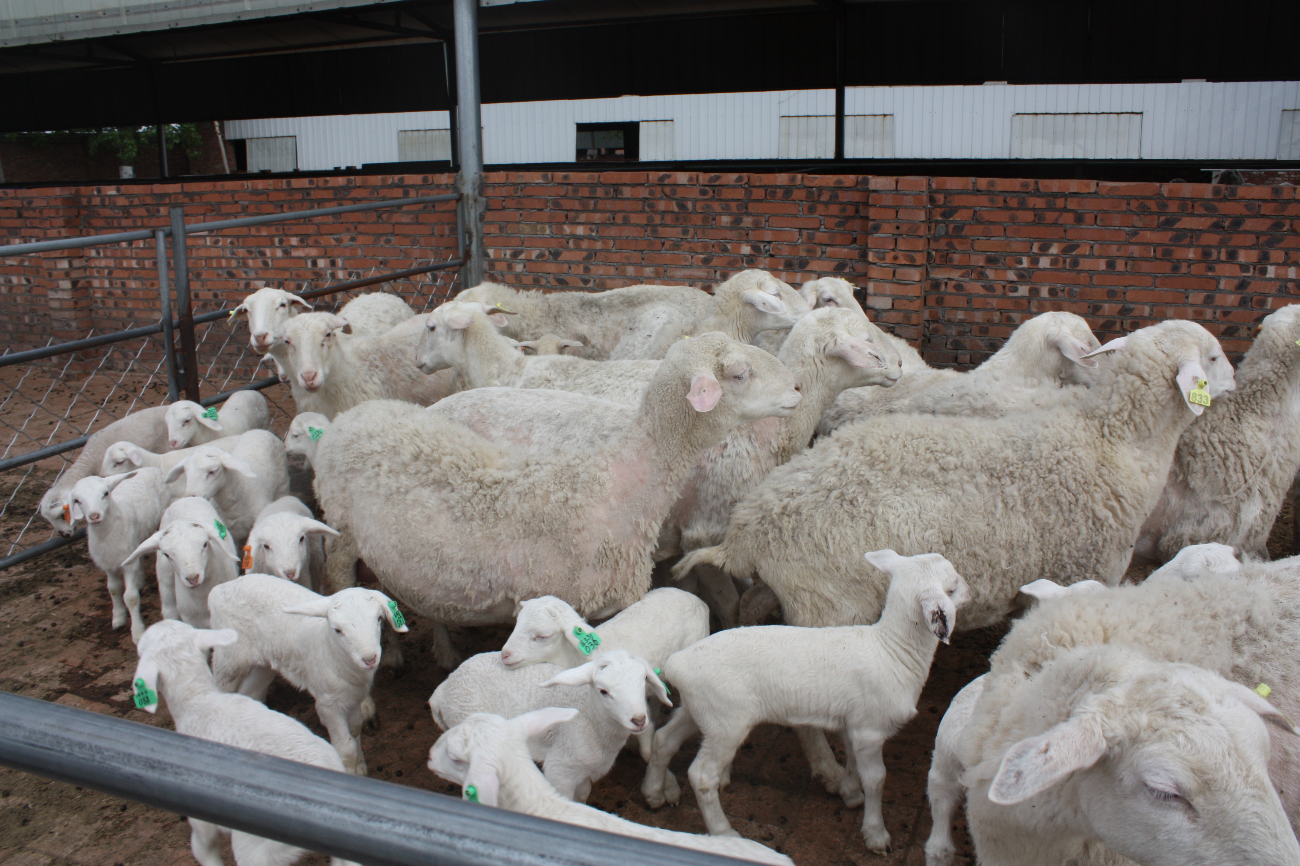 羊同期发情技术中你真的会打针吗？