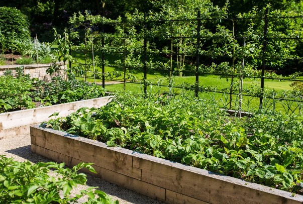 中国大妈来澳洲探亲,把女婿的花园改成了菜地,女婿看完表情亮了