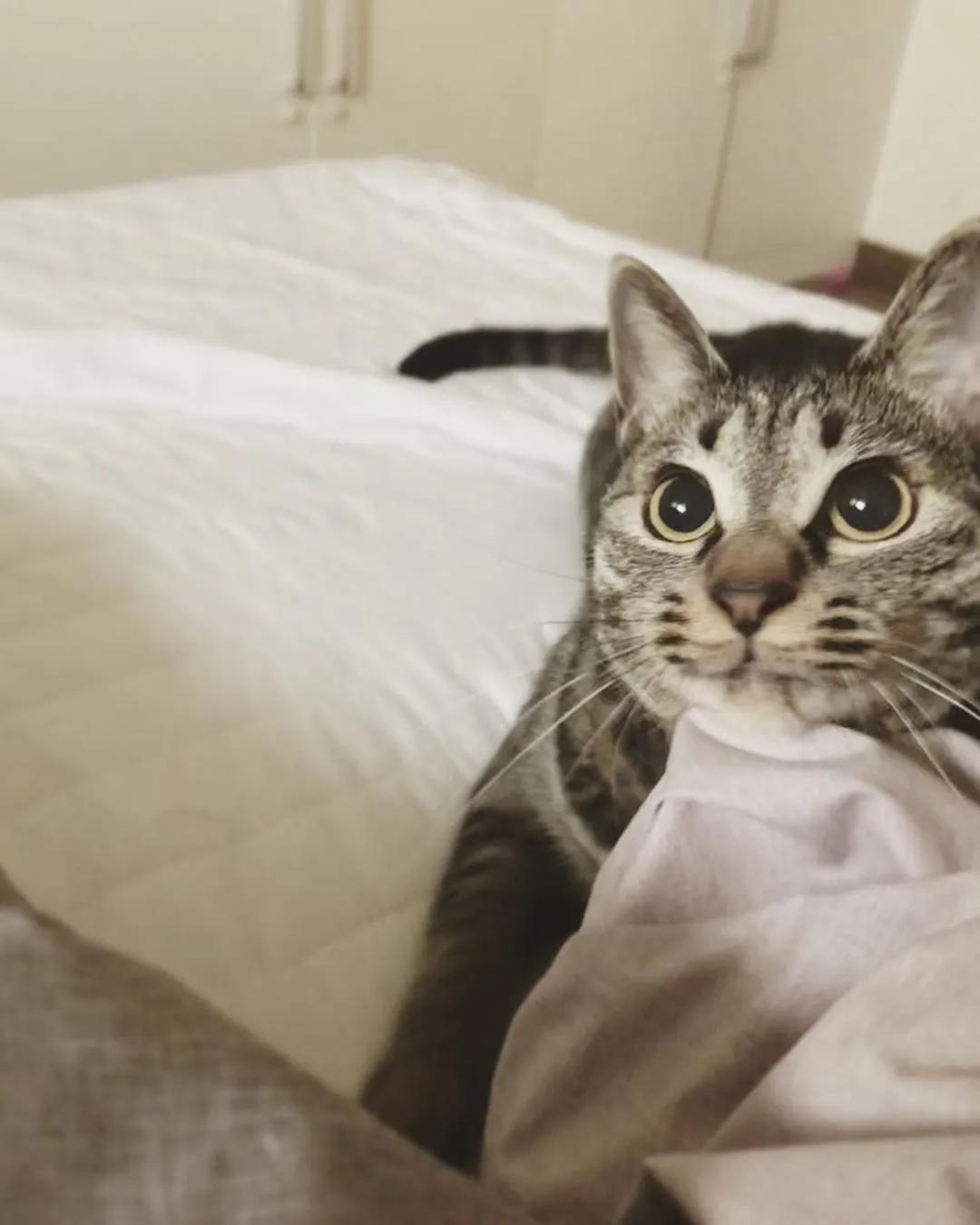 猫真的有那么聪明吗,猫真的有那么聪明嘛