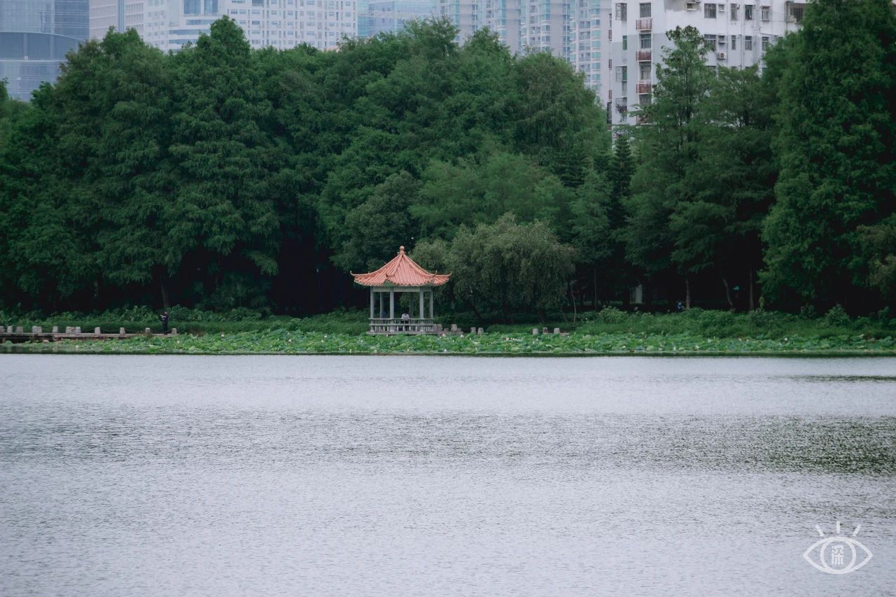 深圳洪湖公园7月18号还有荷花吗,深圳洪湖公园现在有荷花开吗