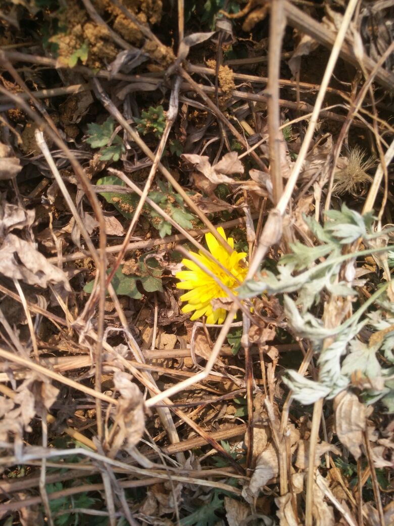 减肥药物评测,减肥瘦身药测评