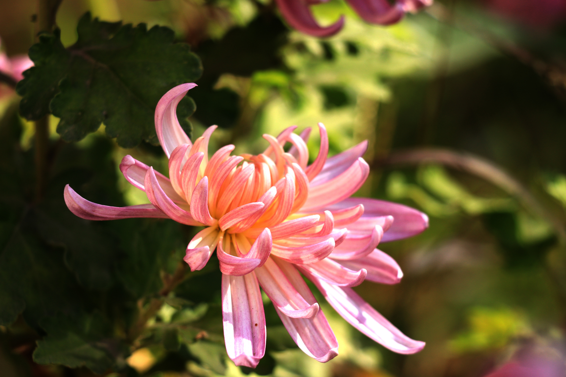 学习比其他星座优秀的几大星座,十二星座谁是学习最聪明的星座