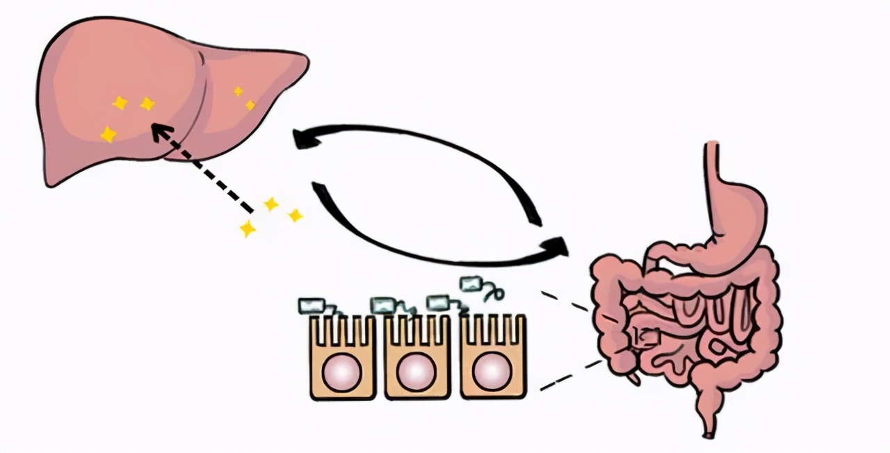 益生菌能防癌致癌吗,益生菌与肝癌有什么关系