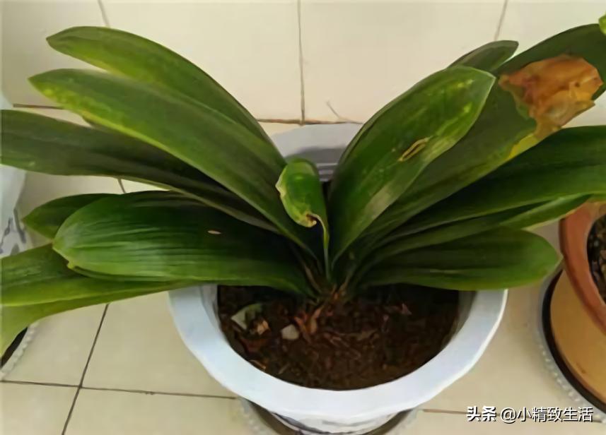 君子兰叶片起梗是什么原因,君子兰叶不绿怎么办
