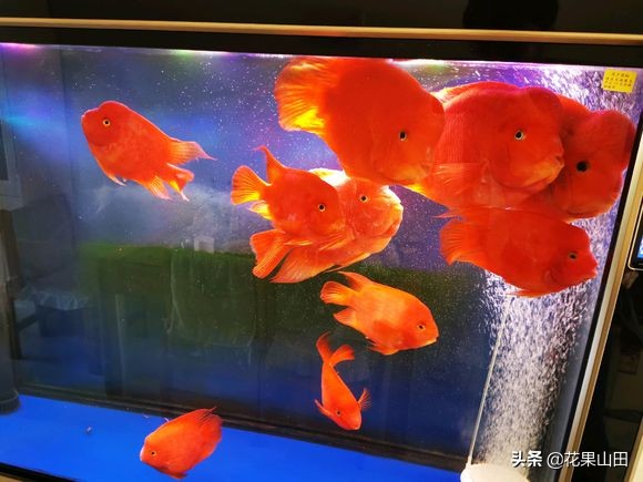 鹦鹉鱼的饲养管理方法和技巧,养鹦鹉鱼换水技巧和方法