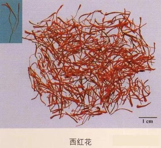 中药材图片大全大图带药名,200多味中药材图谱带图