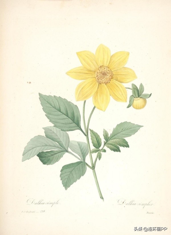 插画风简单的花手绘图片,唯美手绘田园插画图片大全