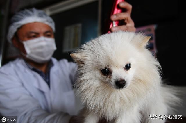 博美便便有点软而且臭怎么办,博美的便便正常是干的还是稀的
