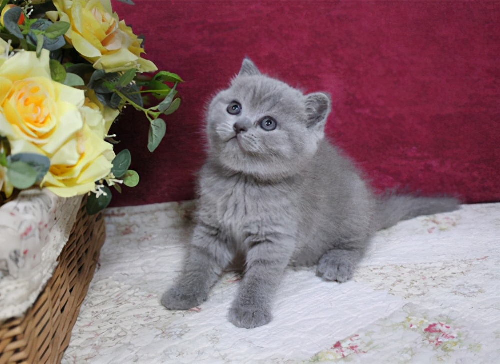 英短银渐层猫咪泪痕,英短泪痕变色毛发怎么处理