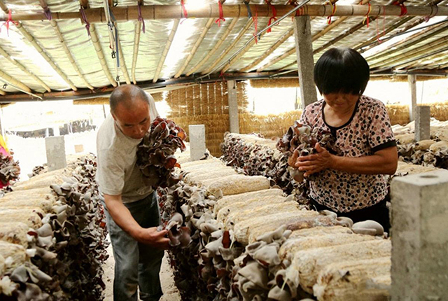 小木耳养殖致富,小木耳菌种怎么种植呢