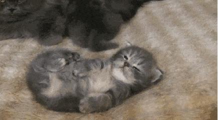 猫咪在锅里拉屎,猫咪拉屎就脱肛