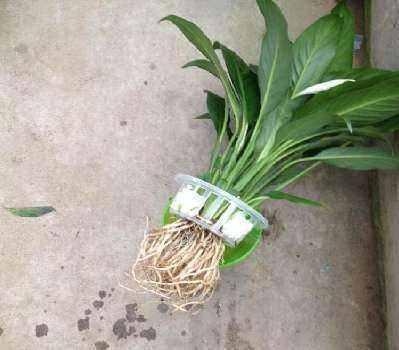 如何让白鹤芋开花,白鹤芋开花施肥