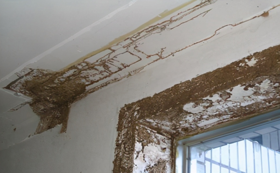 广州家里白蚁怎么除,租赁的房子里面有白蚁怎么办