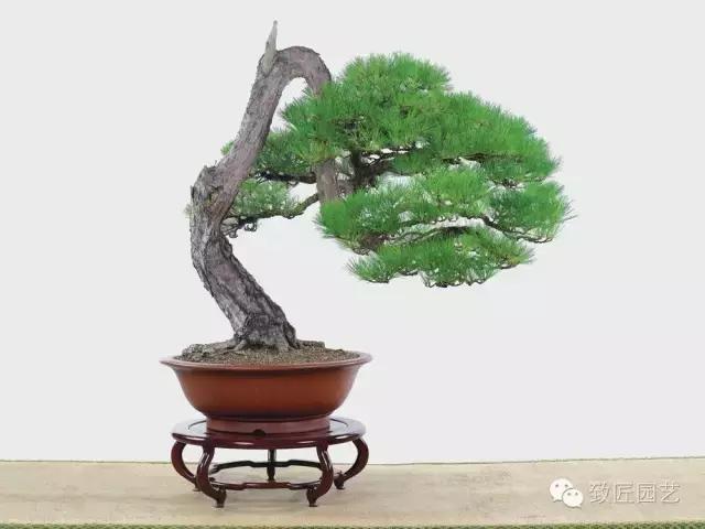 盆景造型基础知识学习树冠比例,盆景造型后期枝条怎么分化