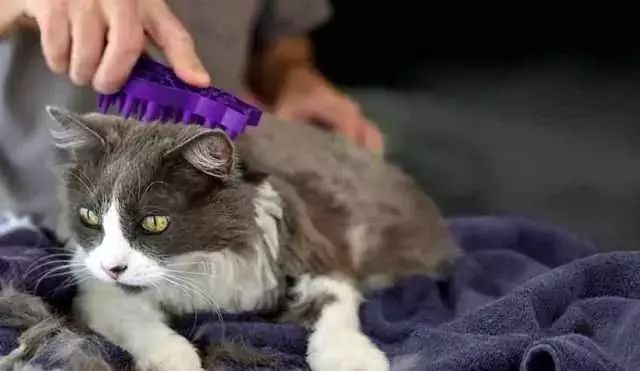 给猫梳毛能防止掉毛吗,给猫梳毛为什么猫会舒服