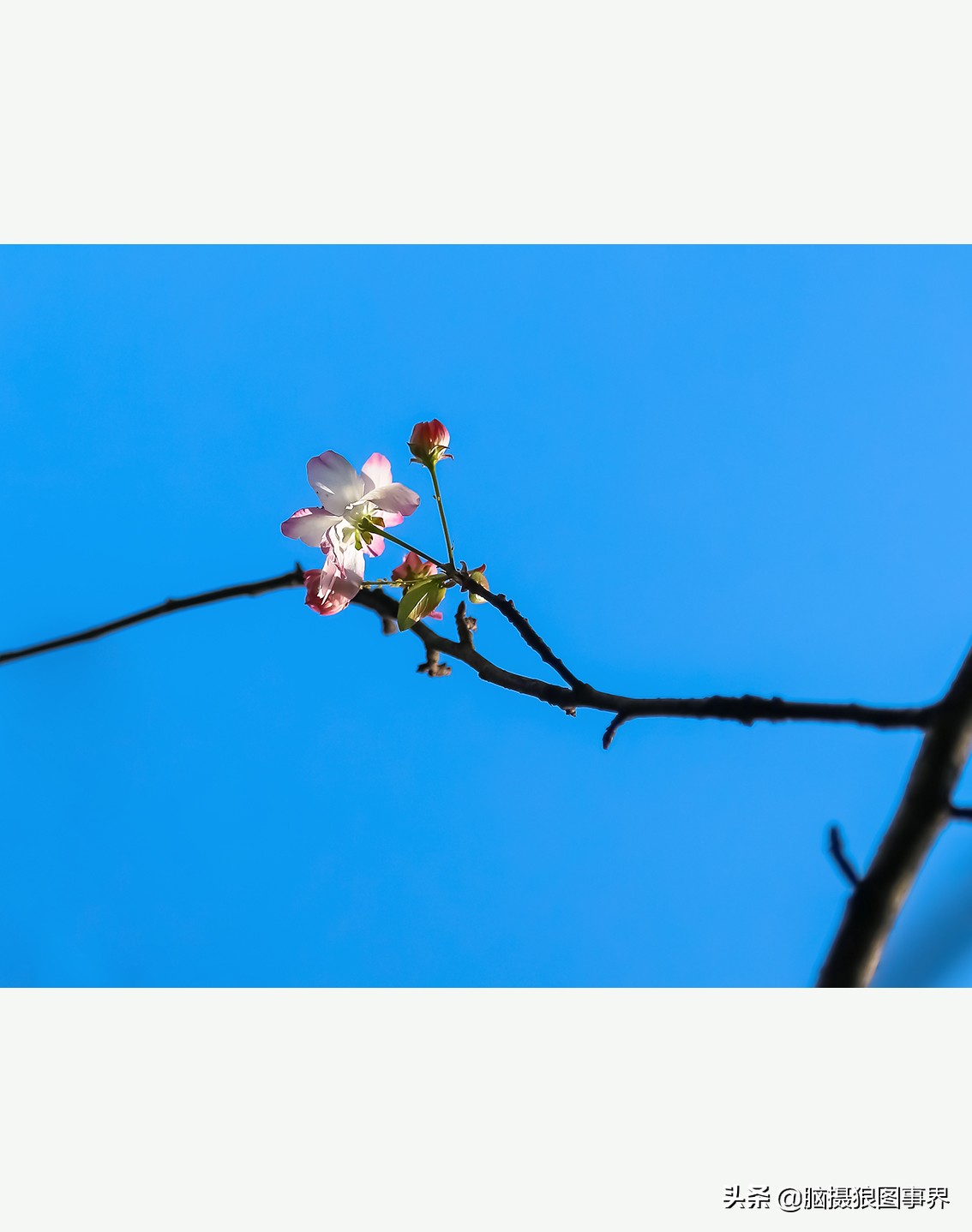 怎么拍摄好看的花和天空,如何拍出好看的天空树叶照