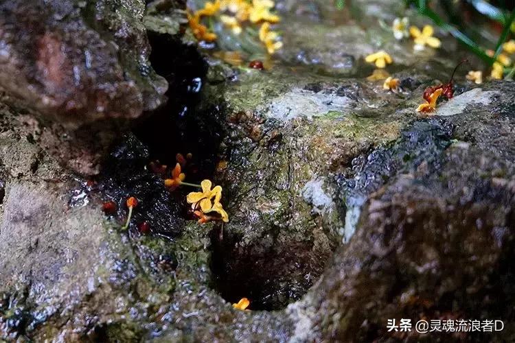 秋天是好闻的桂花香,桂花香才是秋天的灵魂