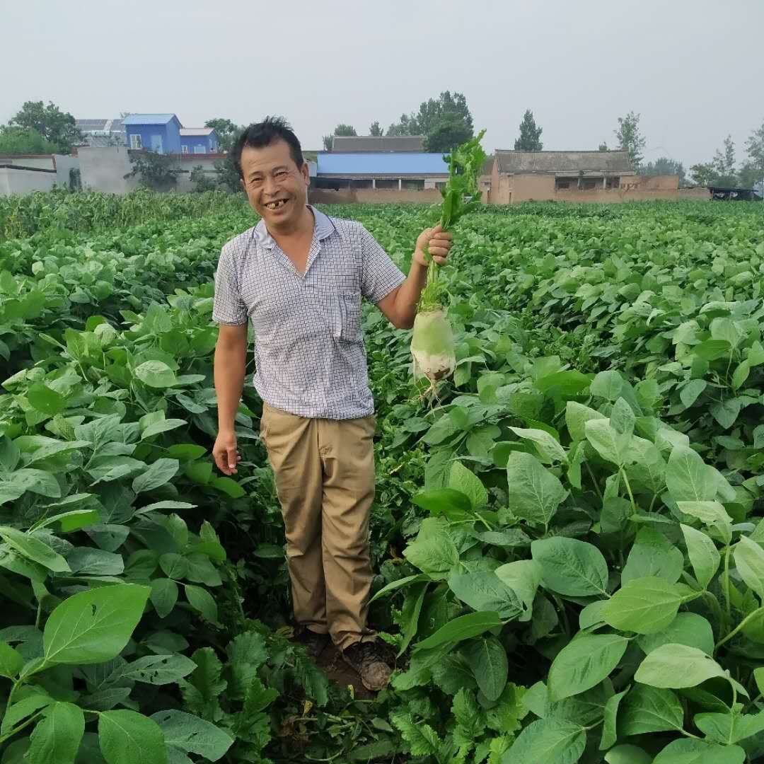 汤阴瓦岗:扶贫路上无小事一颗萝卜见初心