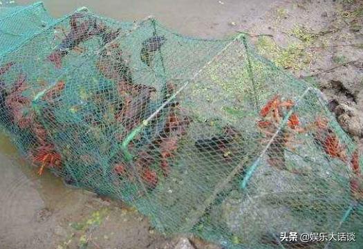 龙虾地笼网捉龙虾的原理,地笼野外捕龙虾注意事项