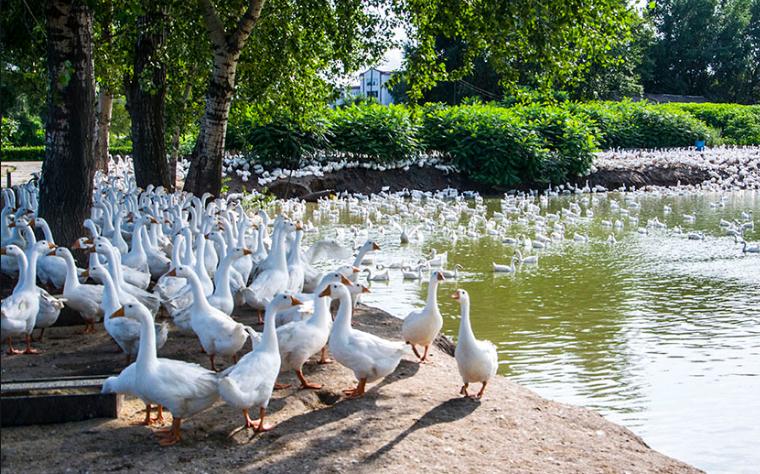 养鹅下蛋5000只利润和成本,养鹅1000只利润和成本广东